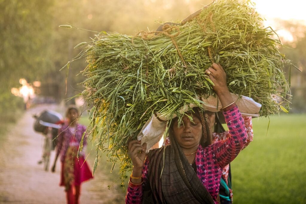 woman, working women, work, lady, village, portrait, sunset, sky, nature, working women, village, village, village, village, village